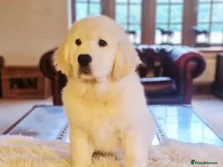 Golden Retriever dogs Newmiller Retrievers - One Girl Avaliable - Advert 6