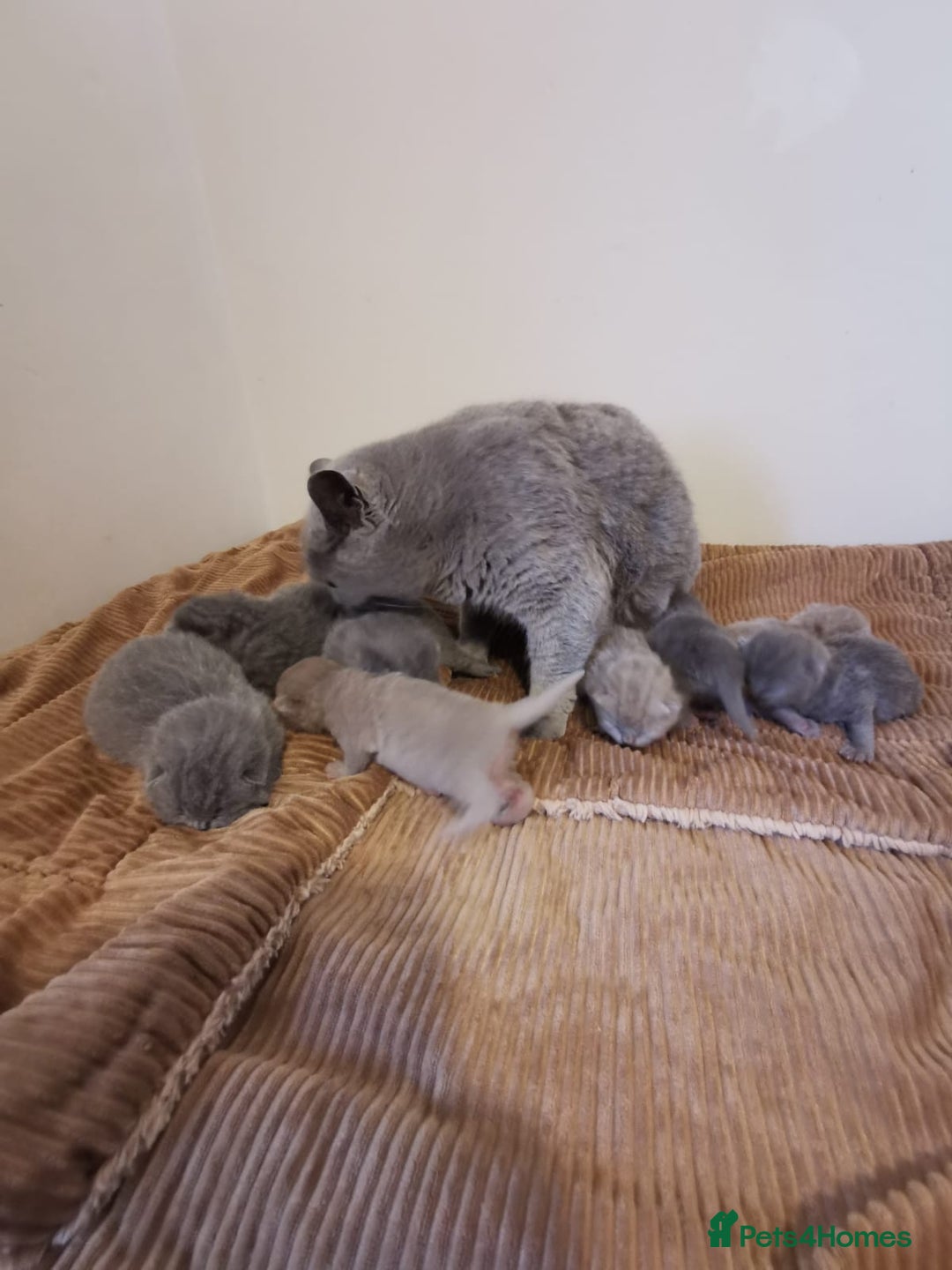 British Shorthair cats for sale: GCCF REGISTERED BRITISH SHORTHAIRED KITTENS - Advert 14