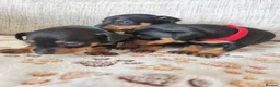 Miniature Pinscher dogs for sale: Three beautiful mini-pin pups  in Morecambe - Advert 12