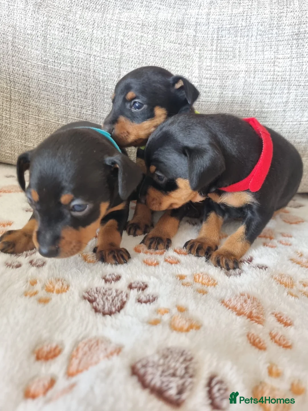Miniature Pinscher dogs for sale: Three beautiful mini-pin pups  in Morecambe - Advert 12
