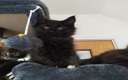 Maine Coon cats for sale: Maine Coon Kittens - Fluffy Chaos Incoming - Image 9