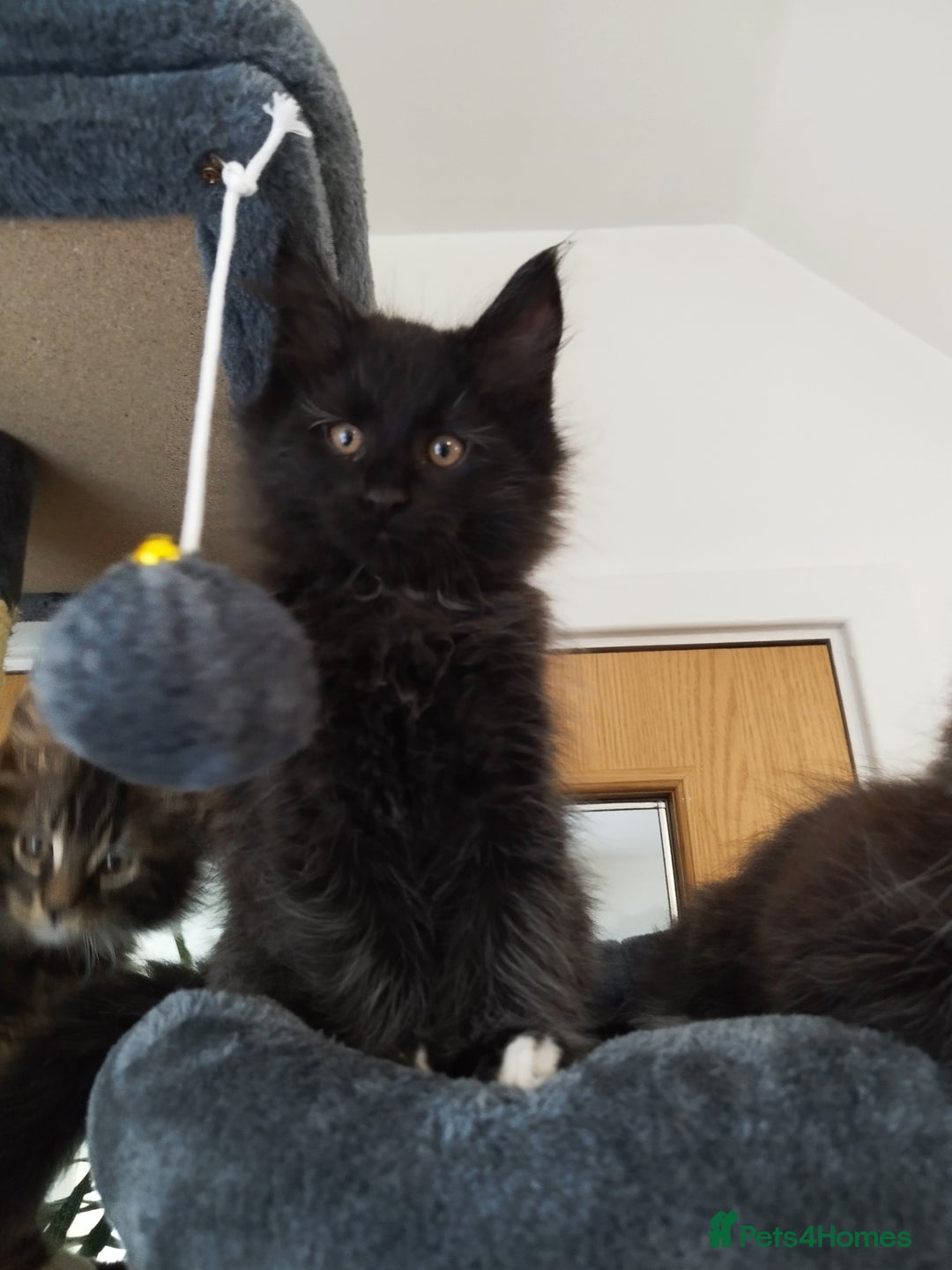 Maine Coon cats for sale: Maine Coon Kittens - Fluffy Chaos Incoming - Image 9