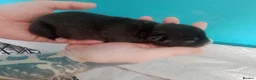 Mixed Breed dogs for sale: American bulldog x staff puppies.  - Advert 2