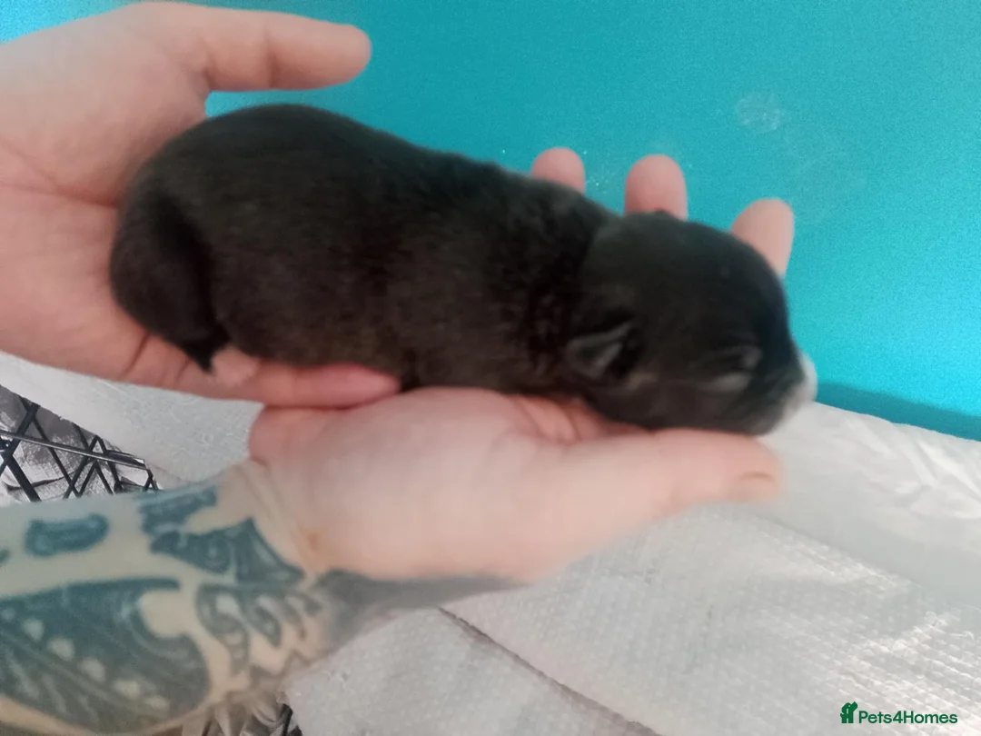 Mixed Breed dogs for sale: American bulldog x staff puppies.  - Advert 2