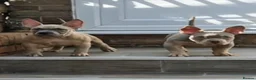 American Bully dogs for sale: American Bully Puppies - Advert 10