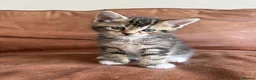 Maine Coon cats for sale: 1/2 Maine Coon Tabby, Grey Tabby and Black Kittens - Advert 9