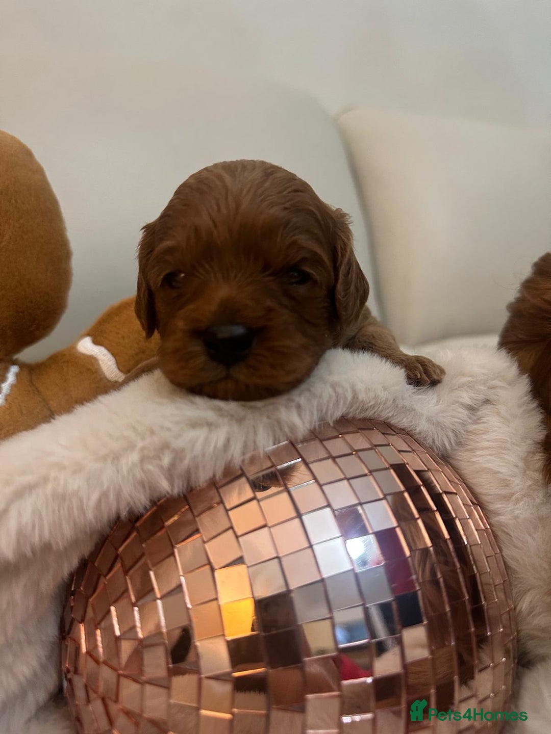 Cavapoo dogs for sale: 🐾 Beautiful F1 Cavapoos – Raised with Love  🐾 - Advert 29