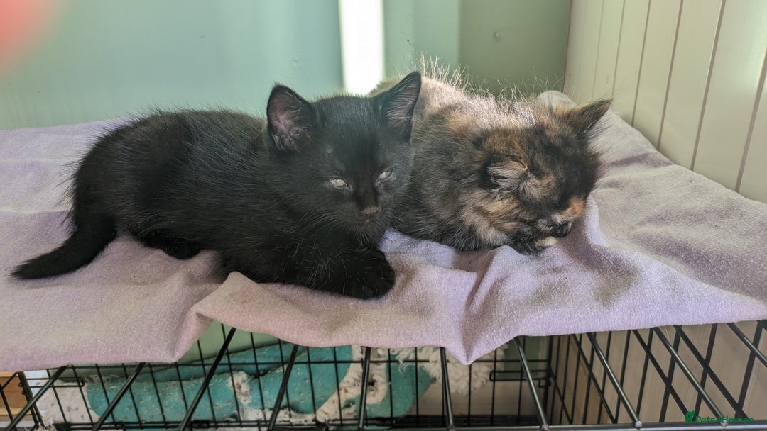 Mixed Breed cats for sale: Beautiful kittens - Image 19