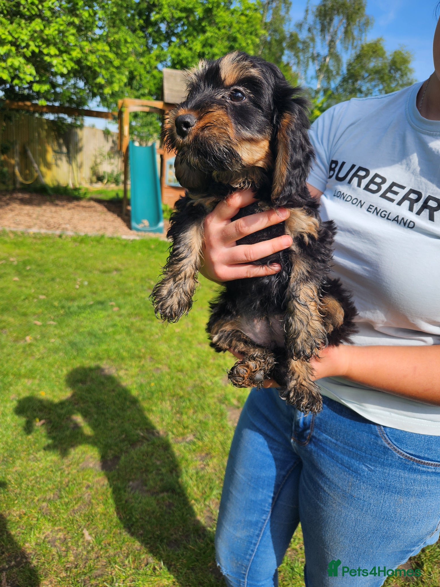 Cockapoo dogs Last little girls cockapoo pup left ready now - Advert 2