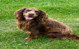 Cocker Spaniel dogs for sale: Working Cocker Spaniels  - Image 20