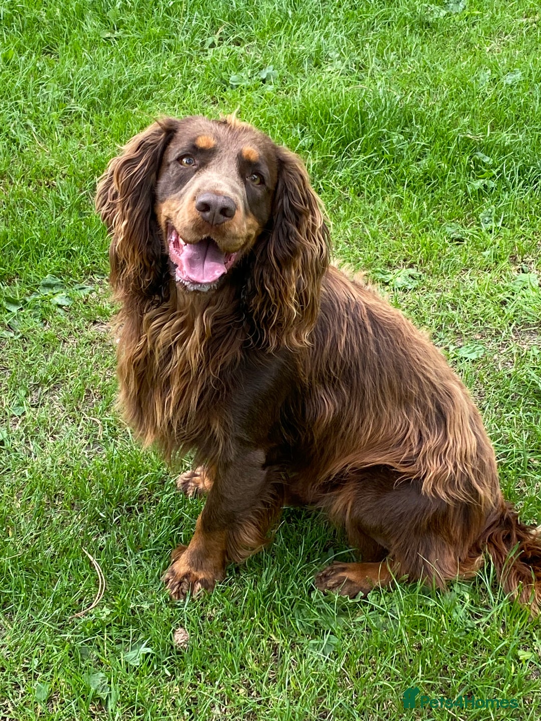Cocker Spaniel dogs for sale: Working Cocker Spaniels  - Image 20