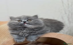 British Shorthair cats for sale: British shorthair & longhair Great Pedigree  - Image 9