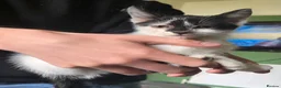 Mixed Breed cats for sale: Kittens for sale in Blackburn - Advert 1