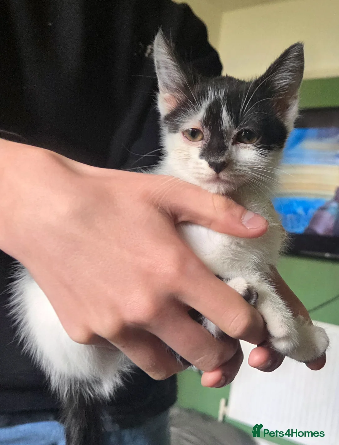 Mixed Breed cats for sale: Kittens for sale in Blackburn - Advert 1