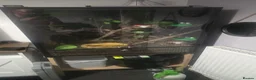 Frog reptiles for sale: 3x White tree frogs  in South Shields - Advert 4