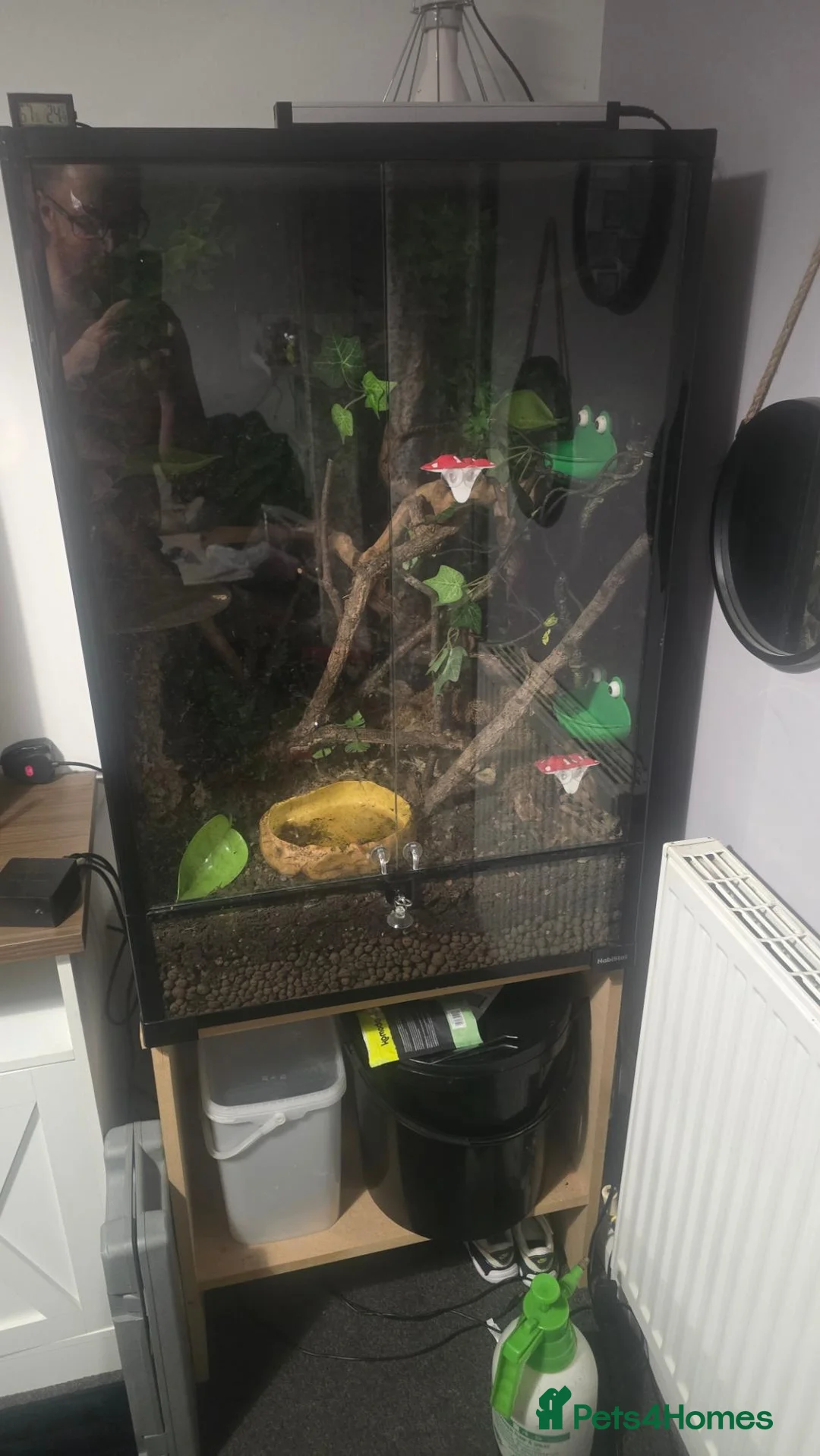Frog reptiles for sale: 3x White tree frogs  in South Shields - Advert 4