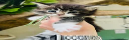 Maine Coon cats for sale: Stunning pedigree Maine coon kittens TICA - Advert 11