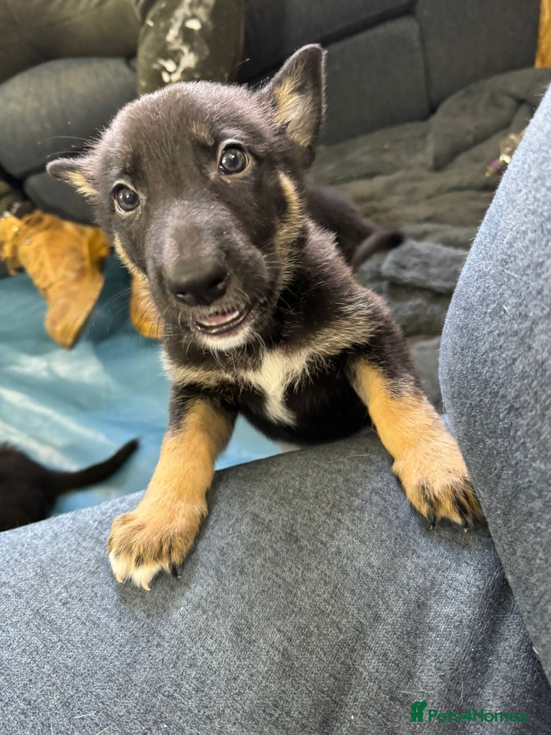 German Shepherd dogs for sale: German Shepherd puppies for sale - Image 2