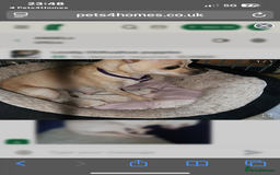 Chihuahua dogs for sale: ‼️Taken pending collection on 13/09‼️chihuahua - Image 7