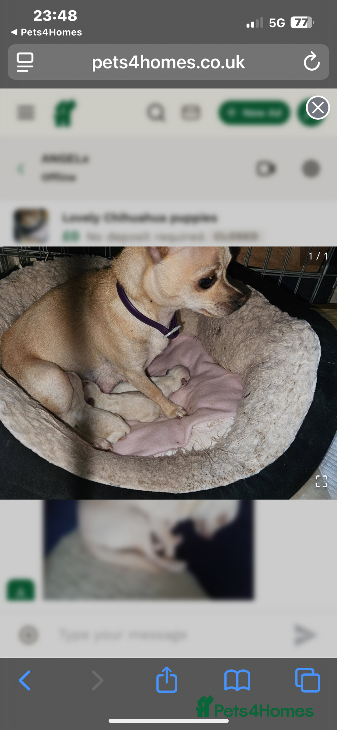 Chihuahua dogs for sale: ‼️Taken pending collection on 13/09‼️chihuahua - Image 7
