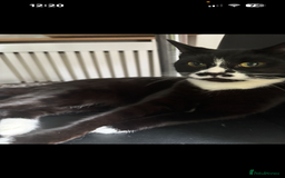 British Shorthair cats for sale: Female cat - Image 2