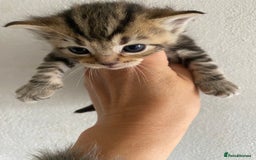 RagaMuffin cats for sale: Beautiful Ragdoll kittens  - Image 26