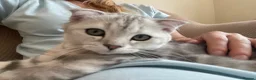 Scottish Fold cats for sale: Scottish Fold/Straight - Advert 4