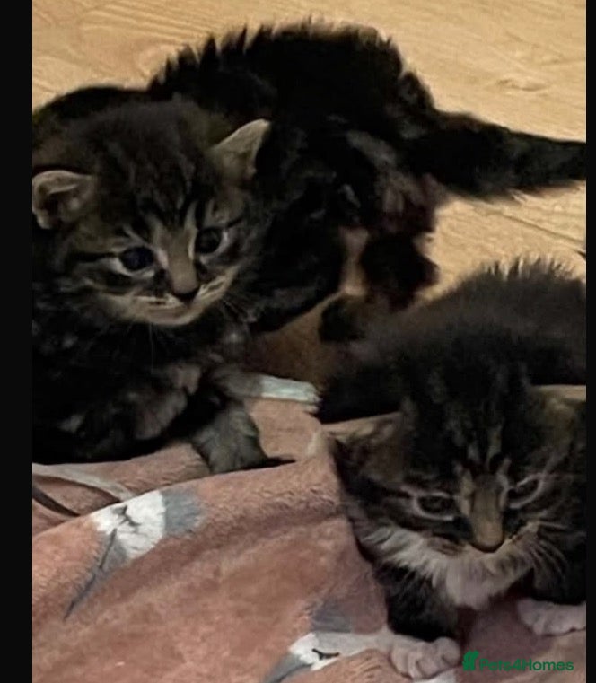 Mixed Breed cats Tabby kittens ready  - Advert 3