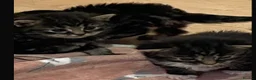 Mixed Breed cats for sale: Tabby kittens ready  in Walsall - Advert 1