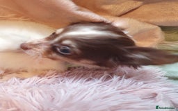 Chihuahua dogs for sale: Tri coloured longcoat apple head - Image 12