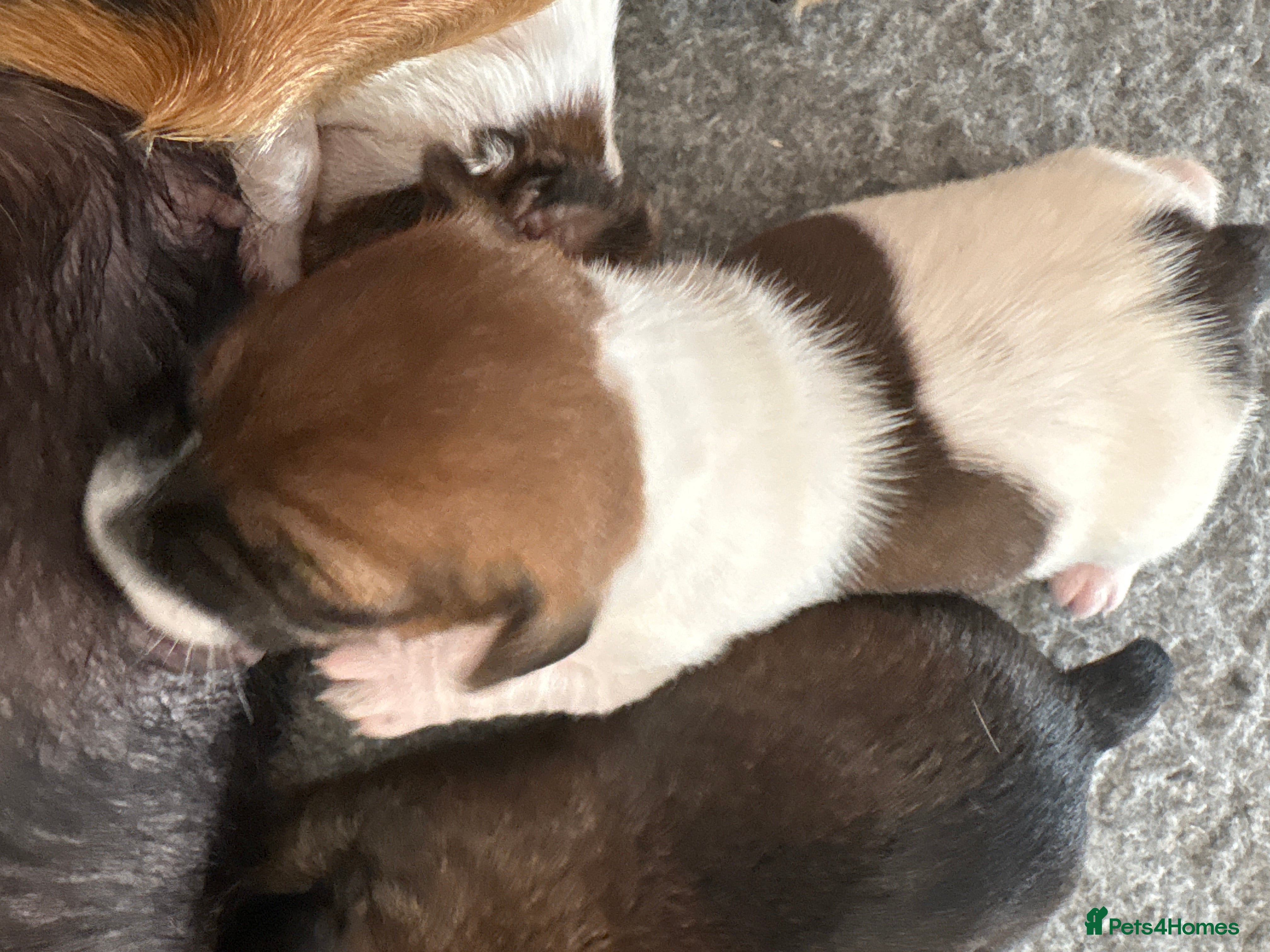 Jack Russell dogs Delightful Miniature Jack Russell Pups - Advert 2