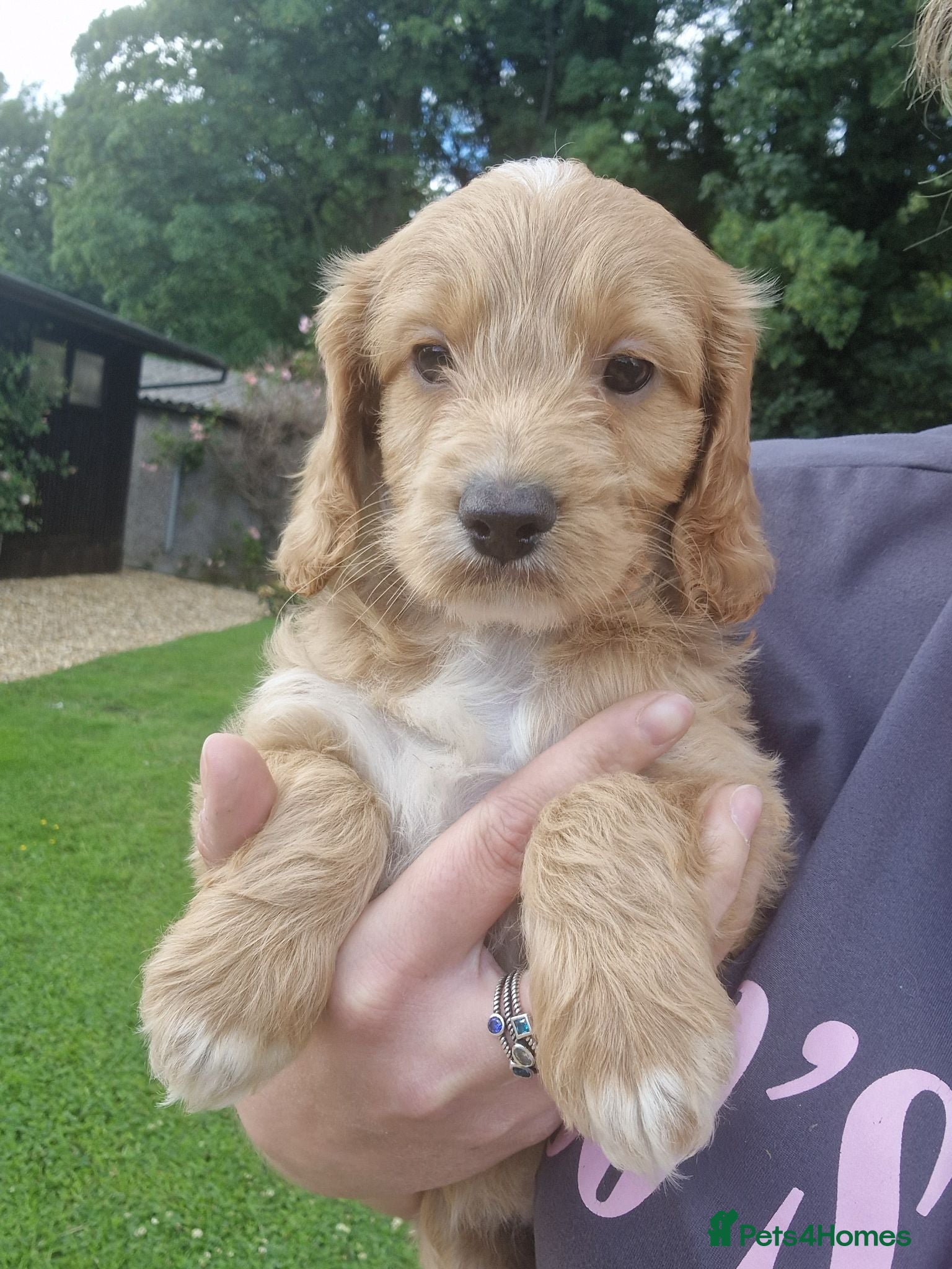 Cockapoo dogs STUNNING HEALTH TESTED F1 COCKAPOOS READY NOW - Advert 3