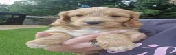 Cockapoo dogs for sale: STUNNING HEALTH TESTED F1 COCKAPOOS READY NOW - Advert 1