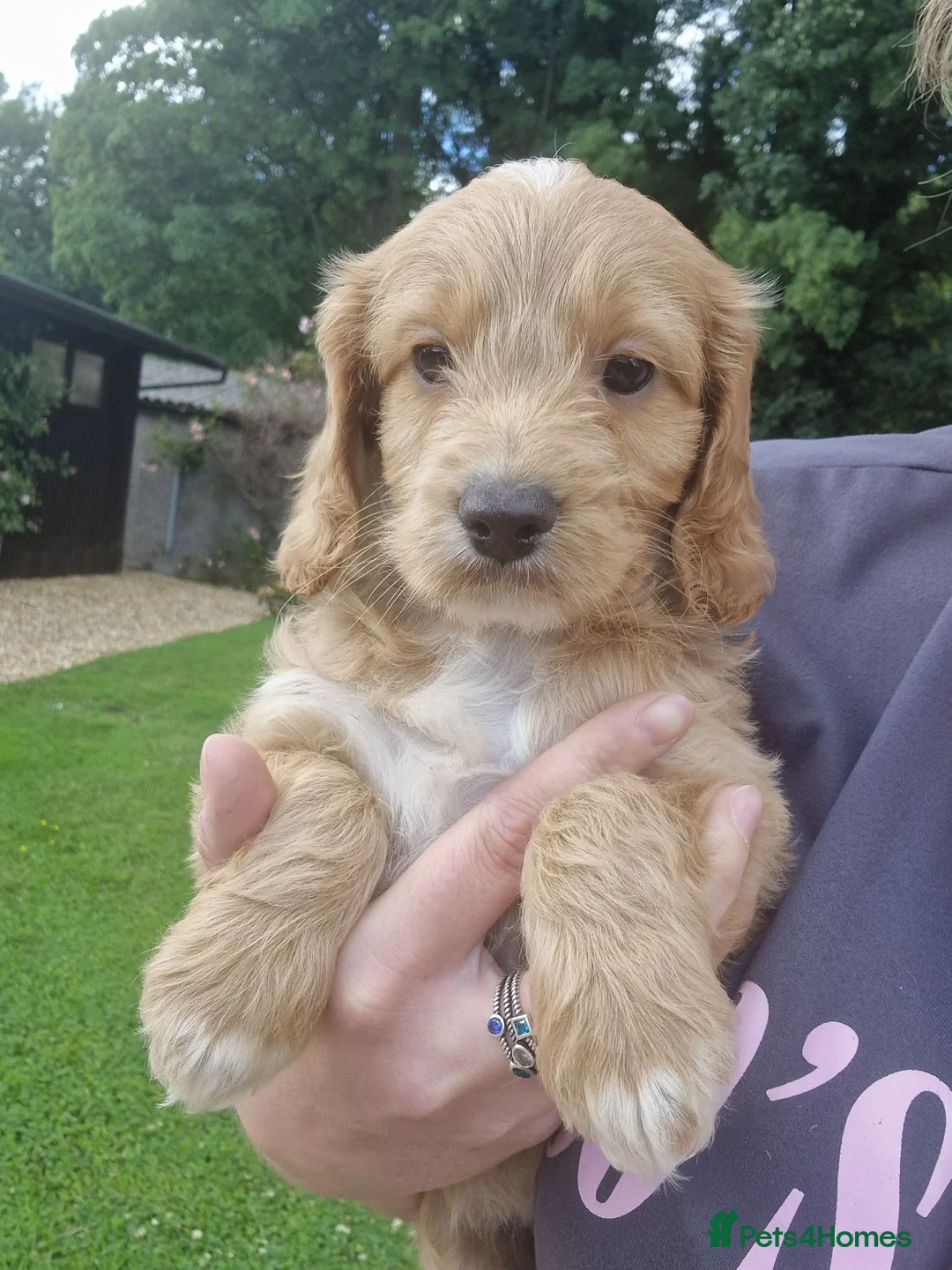 Cockapoo dogs for sale: STUNNING HEALTH TESTED F1 COCKAPOOS READY NOW - Advert 1