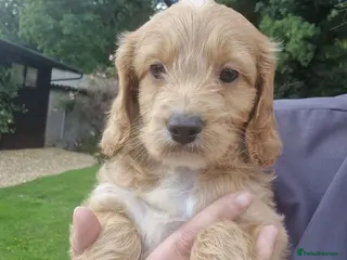 Cockapoo dogs STUNNING HEALTH TESTED F1 COCKAPOOS READY NOW - Advert 1