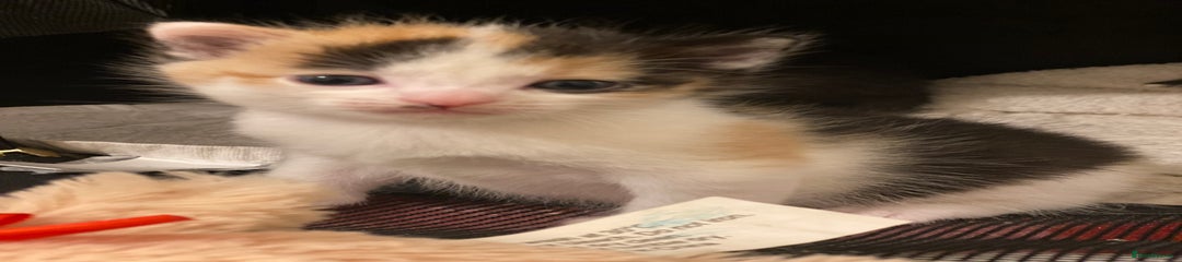 Domestic Shorthair Kitten 2
