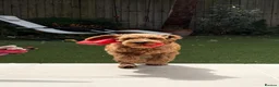 Australian Labradoodle dogs for sale: WAITING LIST Australian Labradoodles - RED - Advert 10