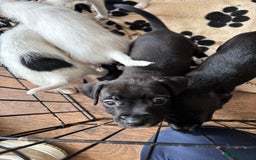 Mixed Breed dogs for sale: Border terrier x Patterdale terrier   - Image 14