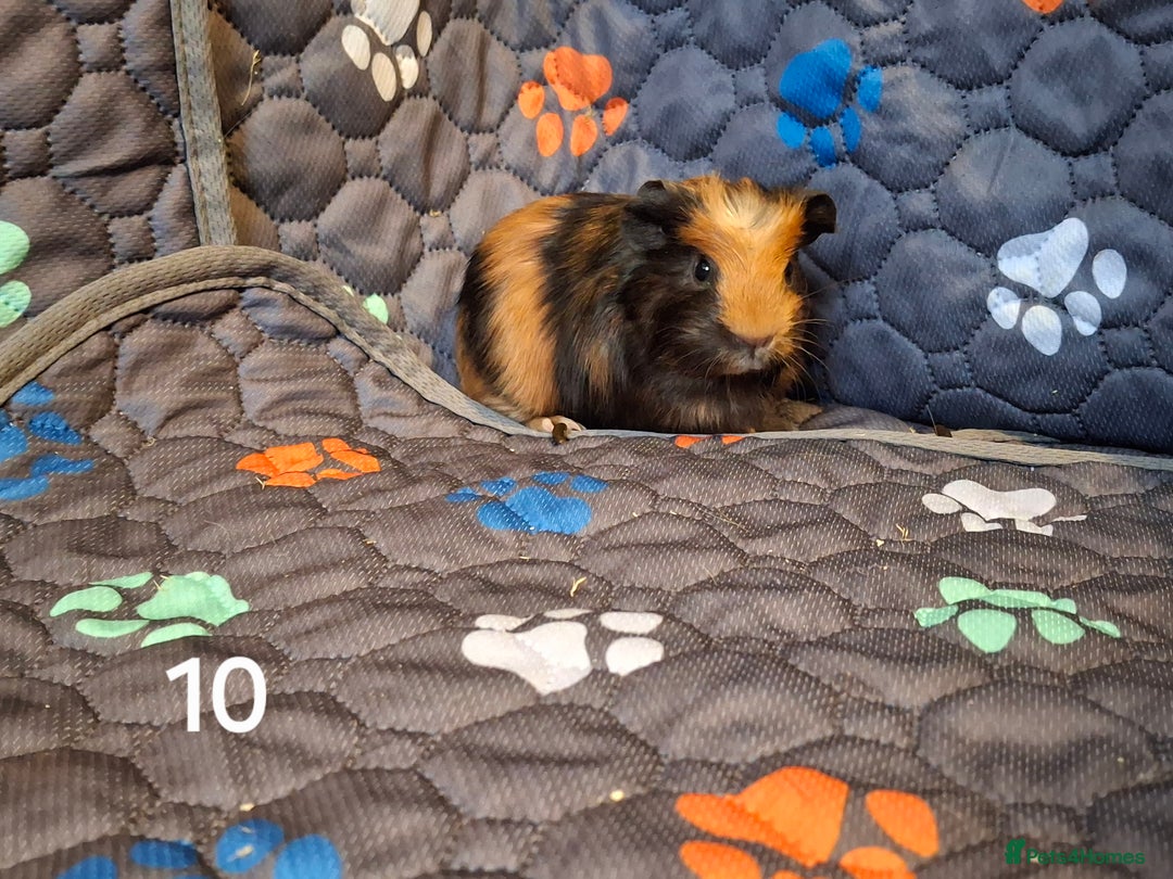 Guinea Pig rodents for sale: Beautiful Baby guinea pigs looking for new home - Advert 10