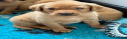 Labrador Retriever dogs for sale: FTCH Sired Fully Health Tested Fox Red Lab Puppies - Advert 7