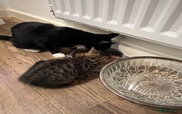 Domestic Shorthair cats for sale: 1 Gorgeous baby male Tiger left  - Image 2