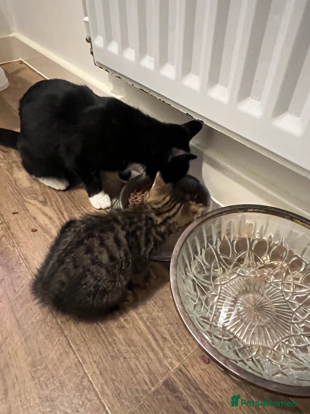 Domestic Shorthair cats for sale: 1 Gorgeous baby male Tiger left  - Image 2