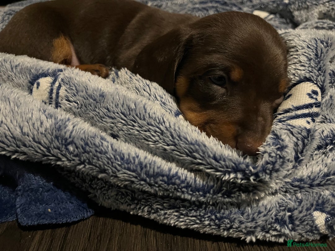 Miniature Dachshund dogs for sale: Only 3 chocolate drops left, ready now  - Advert 8