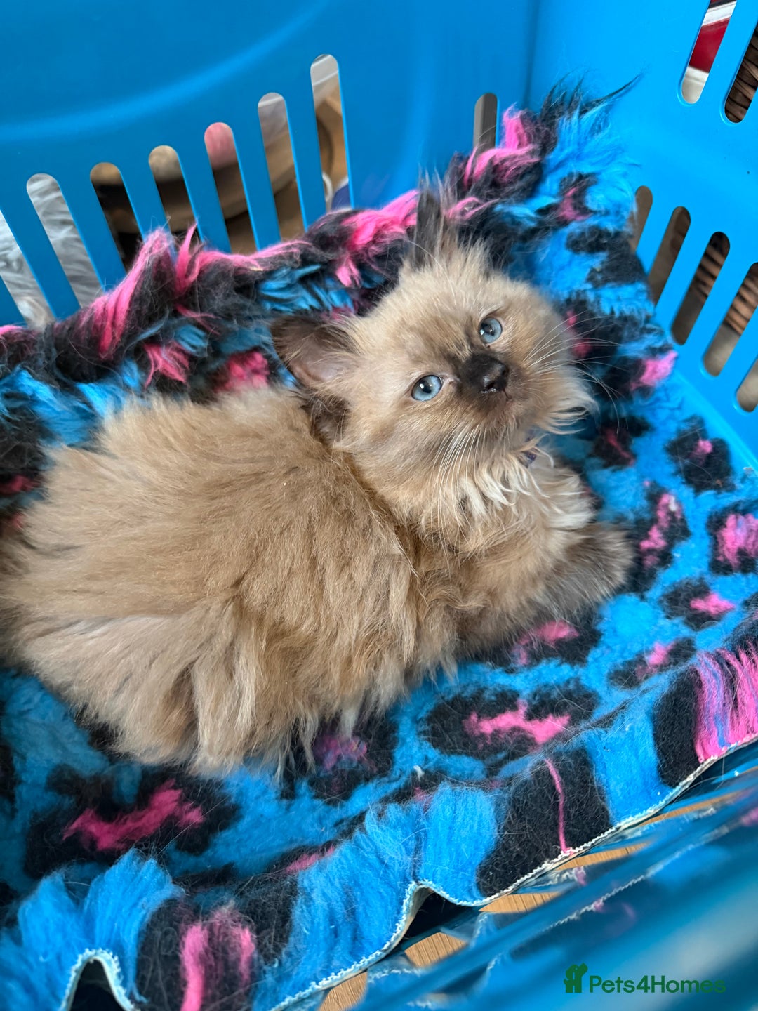 Ragdoll cats for sale: Tica Registered Ragdolls - Advert 6