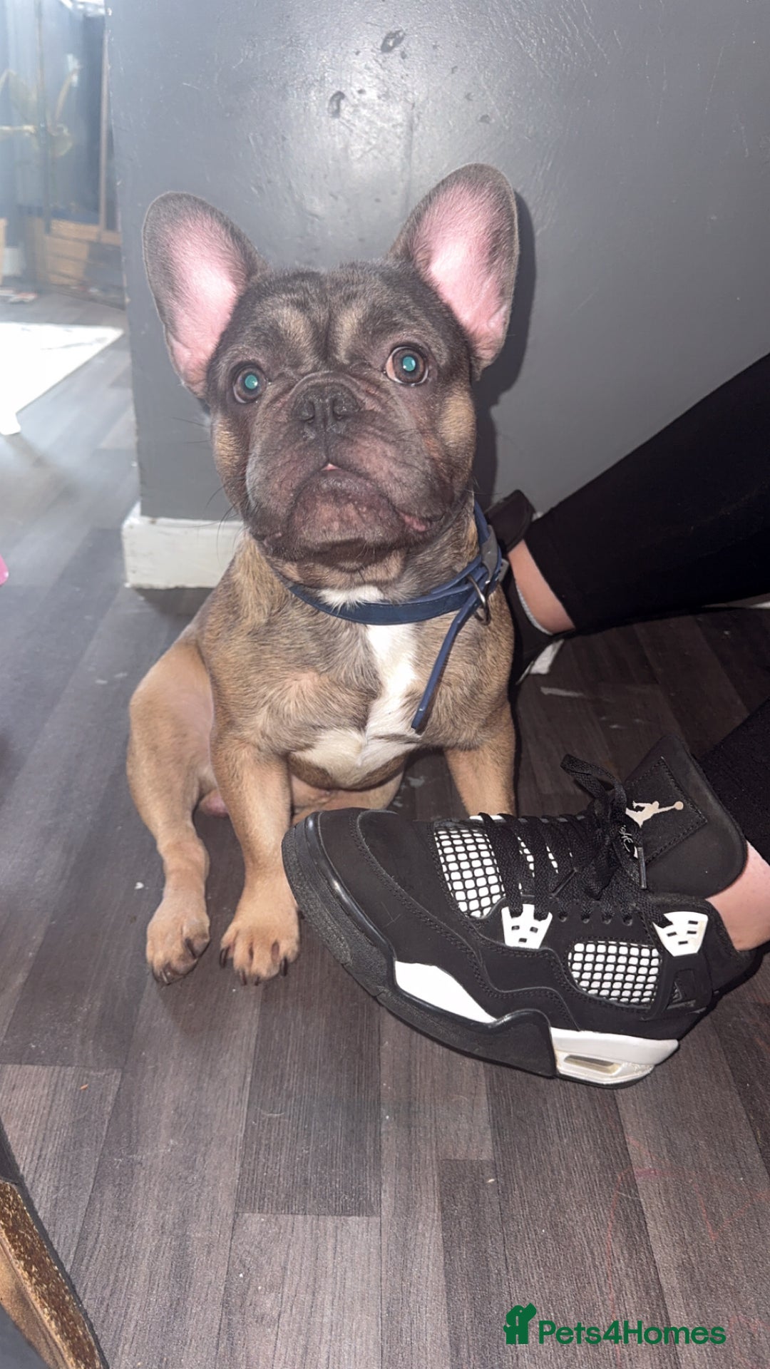 French Bulldog dogs for sale: Reggie. - Image 2