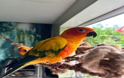 Conures birds for sale: Sun Conure pair  - Image 16