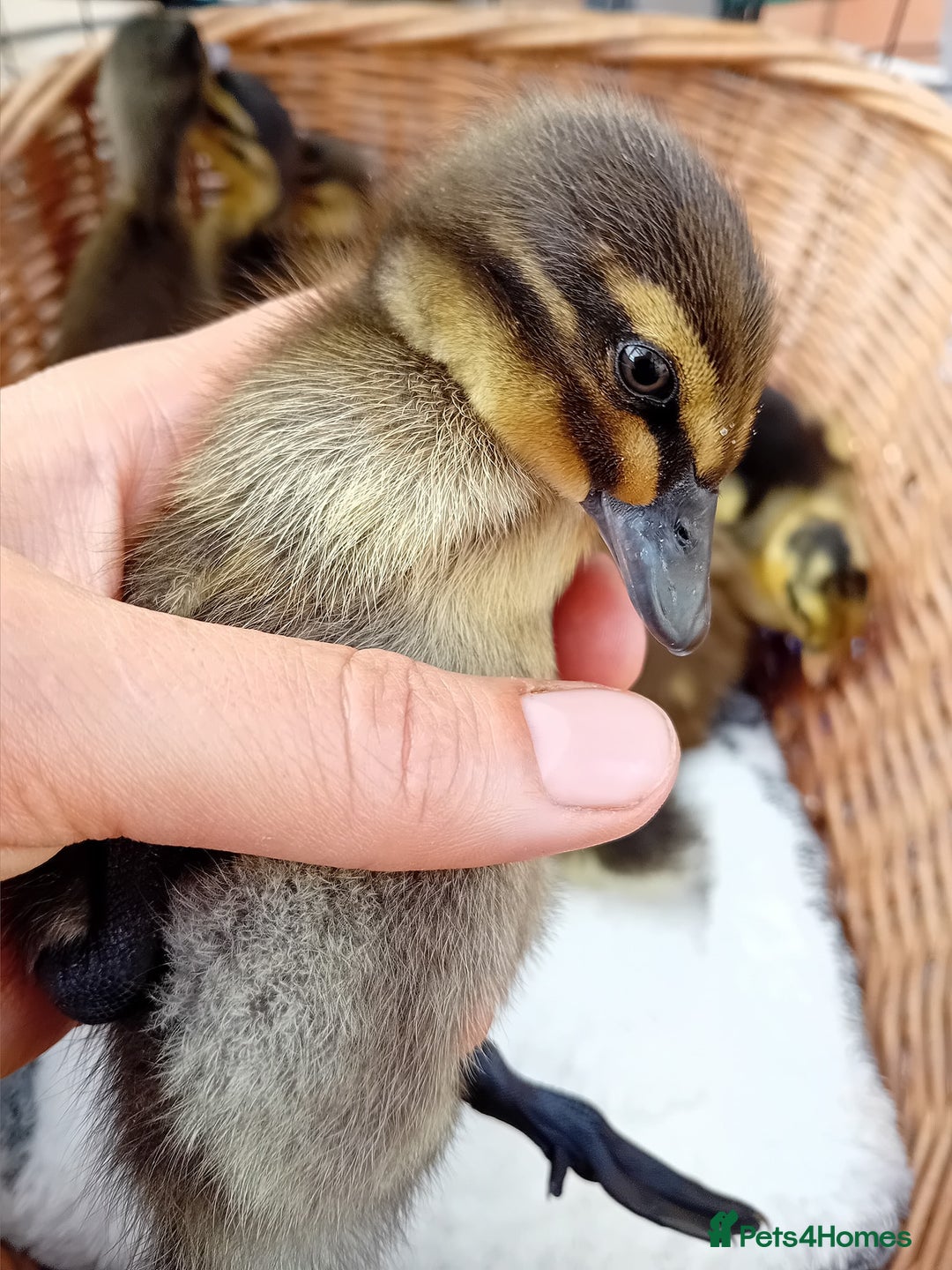 Ducks poultry for sale: Indian Runner Ducklings looking for Loving Homes - Image 7