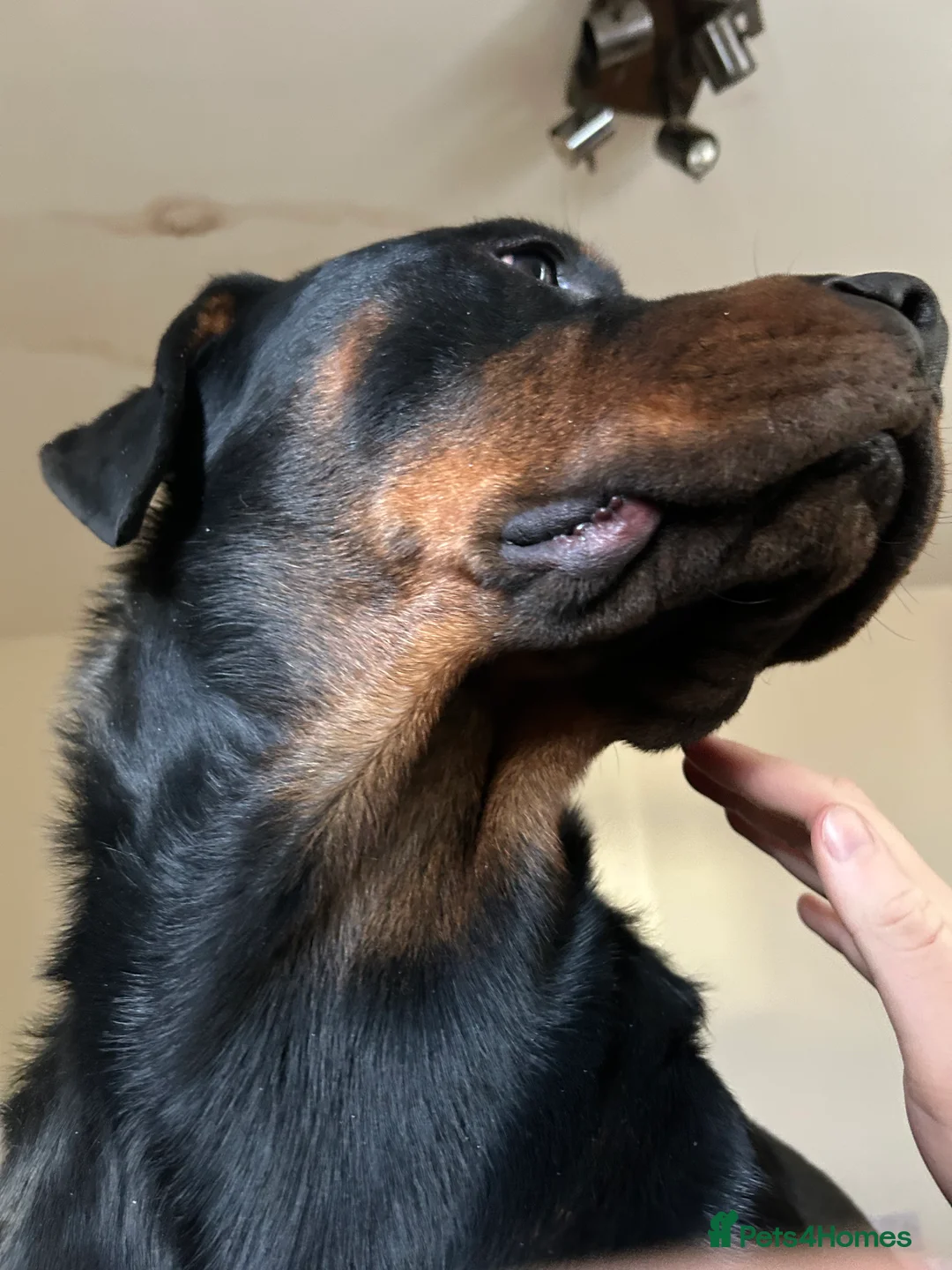 Rottweiler dogs for adoption: Kakarot - Advert 11