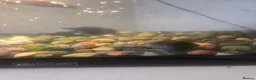 Turtle reptiles for sale: Water turtles  in Dundee - Advert 2