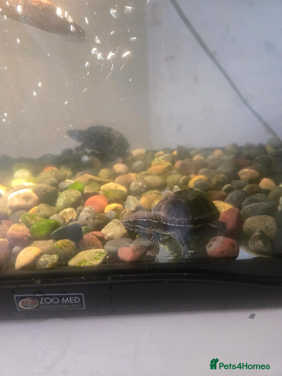 Turtle reptiles for sale: Water turtles  in Dundee - Advert 2
